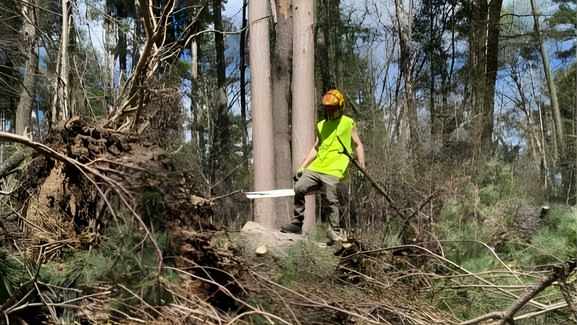 Service's: Tree, Brush, and Shrub Removal