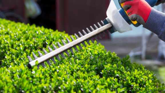 Service's: Tree, Bush, and Hedge Trimming