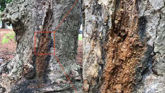 Service's: Tree Health Care