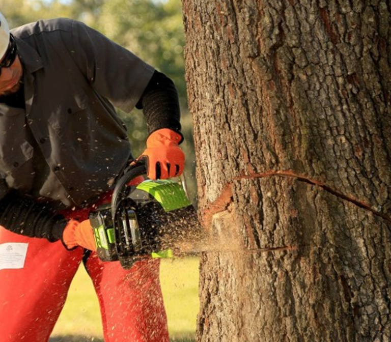 Man using chainsaw to remove large tree.