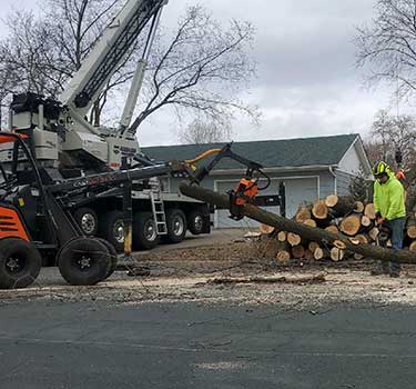 Tree, Brush, & Shrub Removal