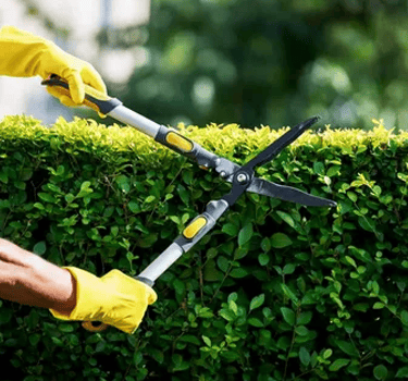 Tree, Brush, & Hedge Trimming