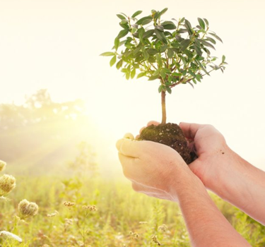 Tree Health Care