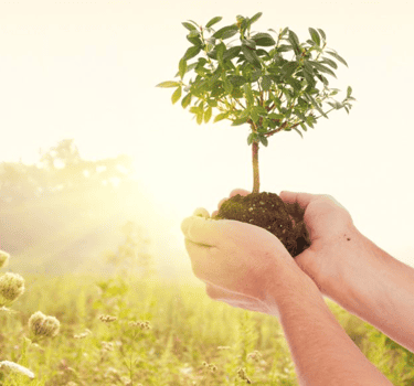 Tree Health Care