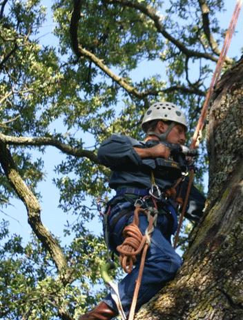 Tree Climber for Tree Services