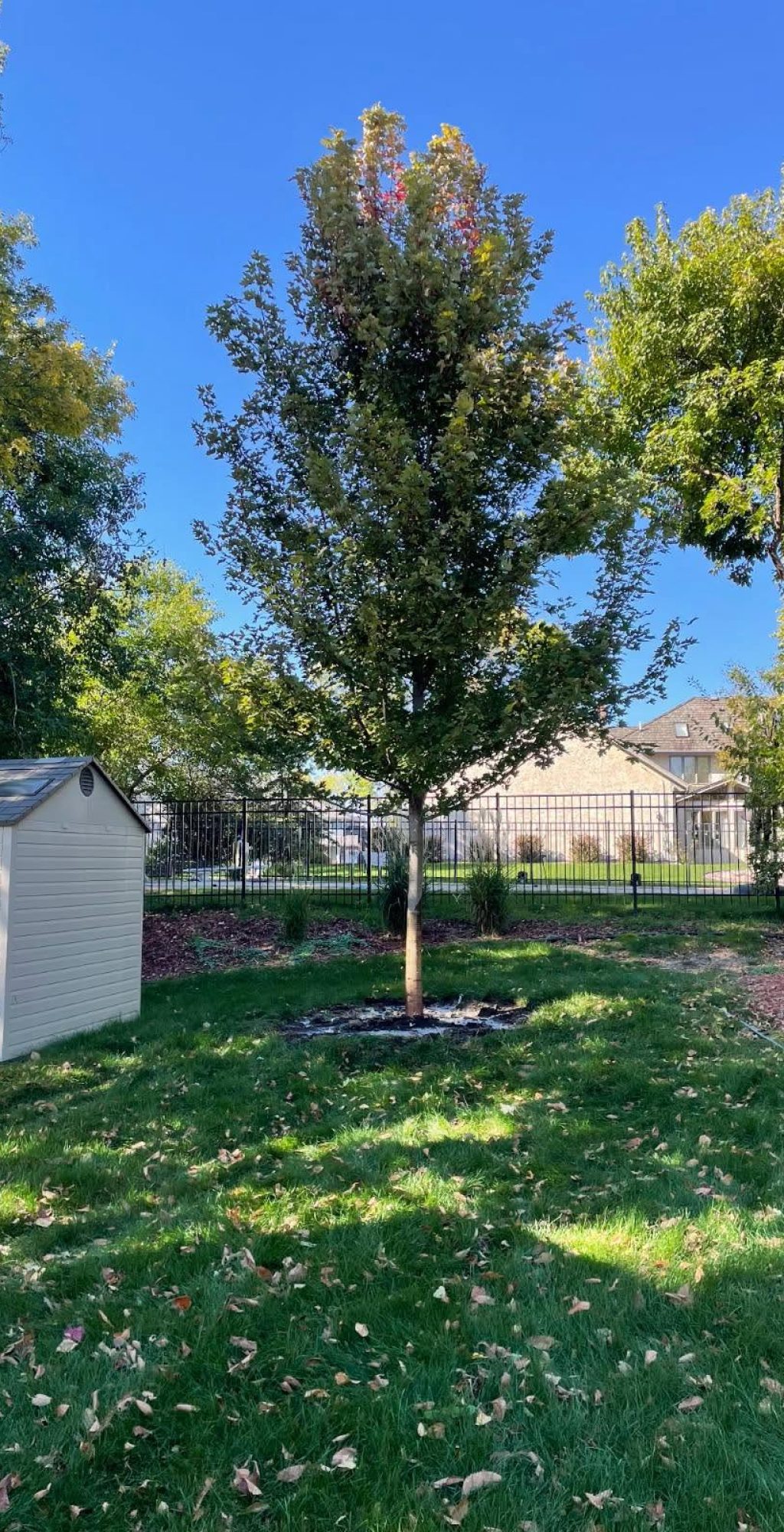 Bloomington Tree Care & Health Care Services
