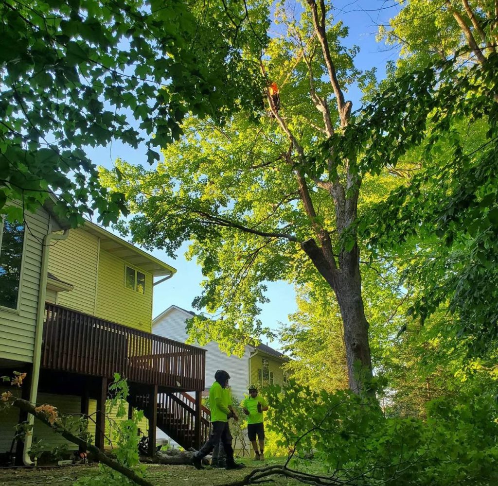 Preserving Tree Canopy in Bloomington
